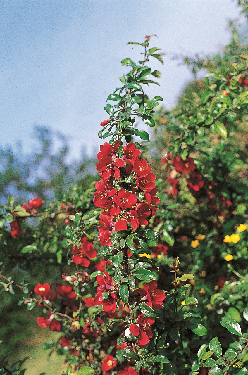 Chaenomeles japonica Rubra