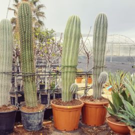 Les cactées dans le désert Les cactées dans le désert