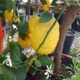 CITUS LIMON – CITRONNIER