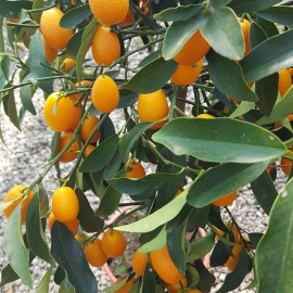 Kumquat