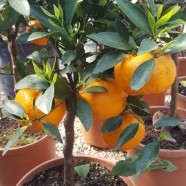 CITRUS RETICULATA – MANDARINIER