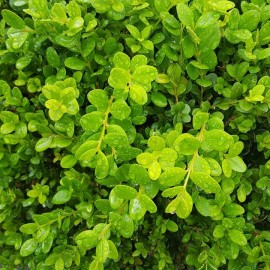 Buxus Microphylla Faulkner – Buis