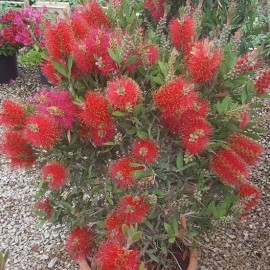 Callistemon Leawis – Rince Bouteille