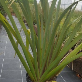 Phormium Tenax – Lin de Nouvelle Zélande vert