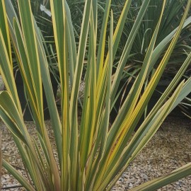 Phormium Variegatum – Lin de Nouvelle Zélande panaché