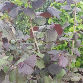 Corylus Maxima Purpurea – Noisetier