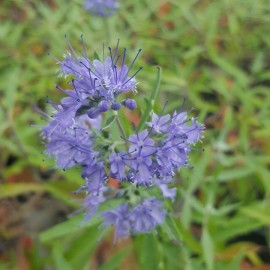 Caryopteris Kew Blue