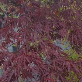 Acer Palmatum Dissectum Rosso – Erable japonnais