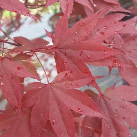 Acer Palmatum Atropurpureum – Erable japonnais