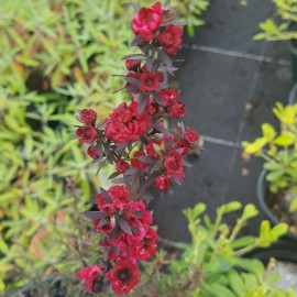 Leptospermum Scop Red Damask – Myrthe à fleurs