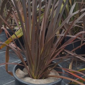 Phormium Tenax Atropurpureum – Lin de Nouvelle Zélande rouge