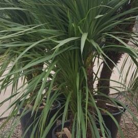 Cordyline Indivisa – Dracaena vert