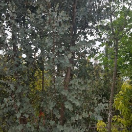 Eucalyptus Gunni