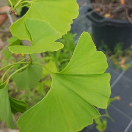 Ginkgo biloba – Arbre aux quarante ècus