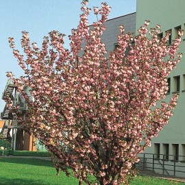 Prunus Serrulata Kanzan – Cerisiers à fleurs