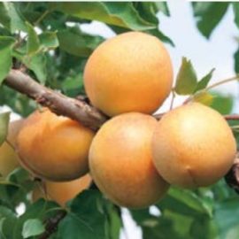 Prunus Arméniaca Polonais – abricotier Polonais