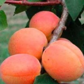 Prunus Arméniaca Rouge du roussillon – Abricotier Rouge du Roussillon