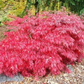 Acer Palmatum Dissectum Tamukeyama – Erable japonnais