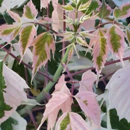 FDSF06508 : Feuille un air de jardin - feuillage - vert fée du scrap