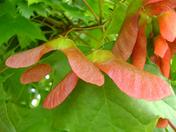 Acer Platanifolies Globosum – Erable