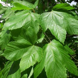 Acer Pseudoplatanus – Erable sycomore