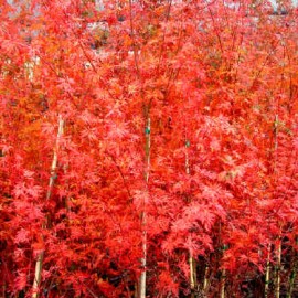 Acer Palmatum Seiryu – Erable japonnais