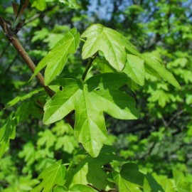 Acer campestre  Érable champêtre - Van den Berk Pépinières