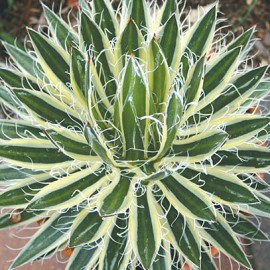 Agave Schidigera – Agave Porte Couteux