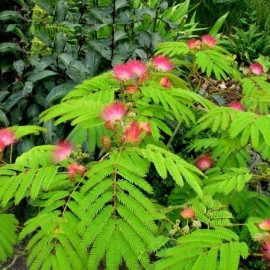 Albizia Julibrissin – Acacia de Constantinople