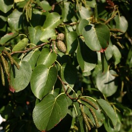 Alnus Cordata – Aulne