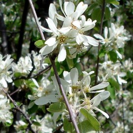 Amelanchier Ovalis