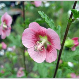 Anisodontea