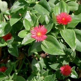 Aptenia Cordifolia – Gazon Espagnol