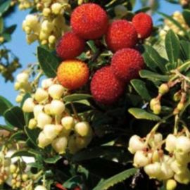 Arbutus Unedo – Arbousier