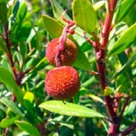 Arbutus Unedo Compacta – Arbousier