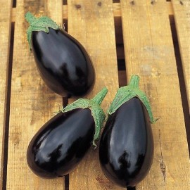 AUBERGINE Bonica