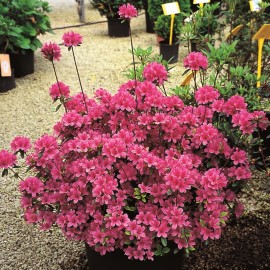 Azalea Rhododendron – Azalée Rhododendron