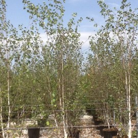 Betula Alba – Bouleau Blanc