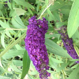 Buddleia Davidii Black Knight – Arbre à Papillon