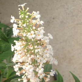 Buddleia White Bouquet – Arbre à papillons