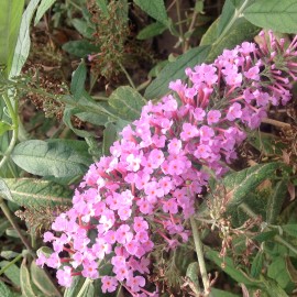 Buddleia Davidii Pink Delight – Arbre à papillons