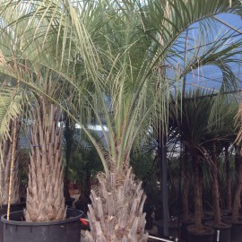 Butia Capitata