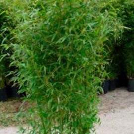 Phyllostachys Bissetii – Bambou