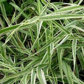 Phyllostachys Pleioblastus fortunei ‘Variegata’  – Bambou