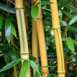 Phyllostachys Aureosulcata Spectabilis – Bambou