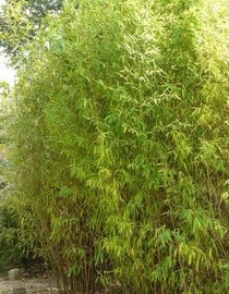 Phyllostachys Aurea – Bambou