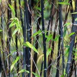 Phyllostachys Nigra – Bambou Noir