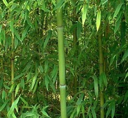 Phyllostachys Rubro Marginata – Bambou
