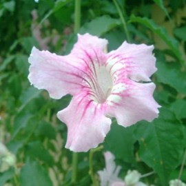 Bignone Podranea Ricasoliana – Bignone Rose