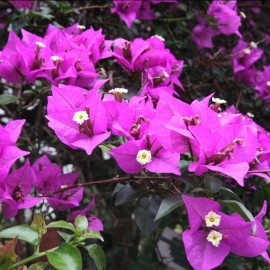 Bougainvillea – Bougainvillier